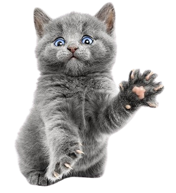 Cat with paws
